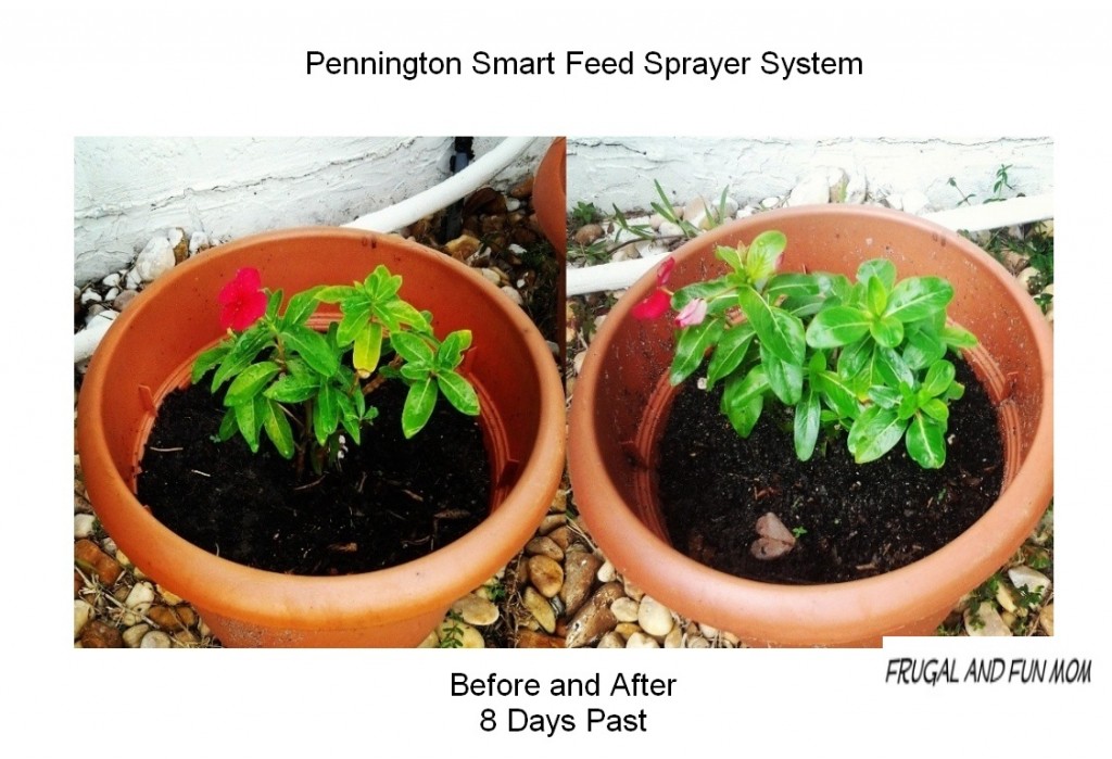 Before and After Pennington Smart Feed System