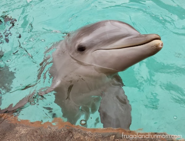 Feeding-the-Dolpins-at-SeaWorld-Orlando