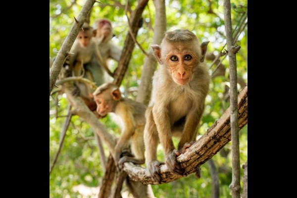 monkey kingdom photo