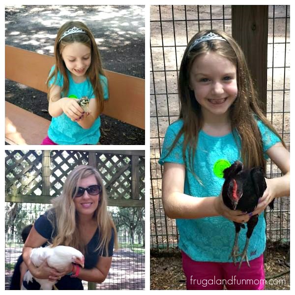 Holding a baby Chicken and Chickens at Green Meadow Petting Farm