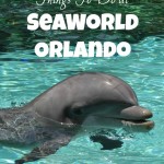 SeaWorld Orlando: Things To Do At This Florida Theme Park!