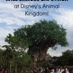 Disney’s Animal Kingdom Wilderness Explorers!