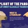 Information-about-the-Pangolin