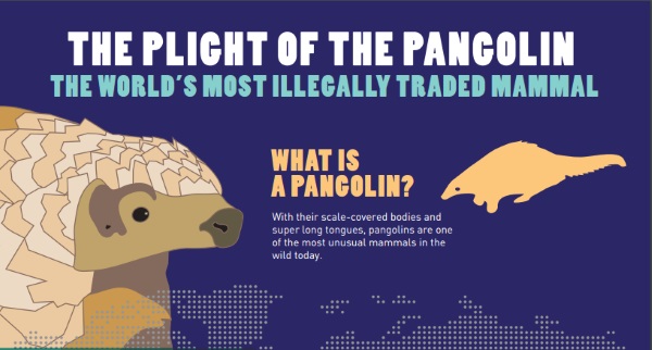 Information about the Pangolin