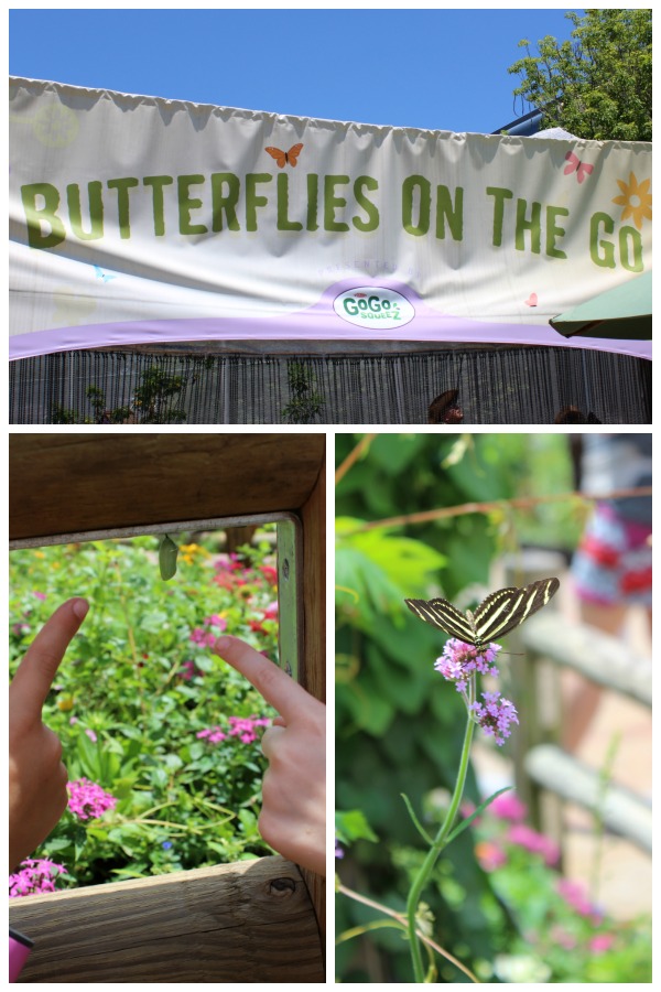 Butterflies on the Go at EPCOT International Flower and Garden Festival
