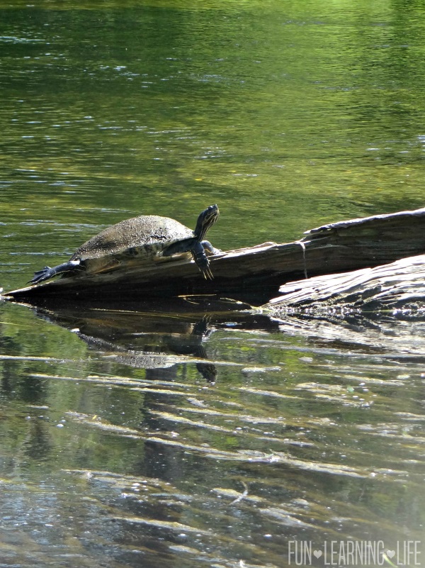 River Boat Ride At Wakulla Springs Turtle