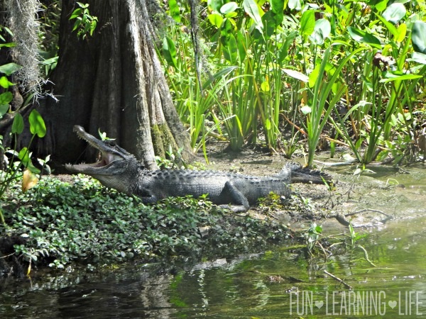 River Boat Ride At Wakulla Springs alligator