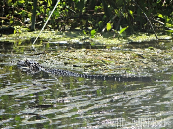 River Boat Ride At Wakulla Springs baby alligator