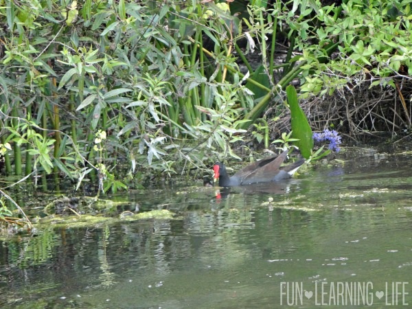 River Boat Ride At Wakulla Springs birds