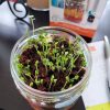 Back-To-The-Roots-Microgreens-Kit