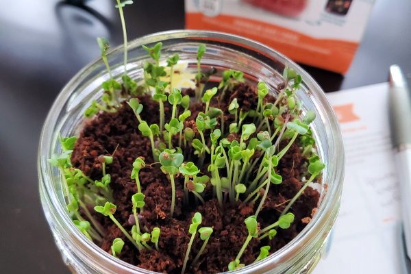 Microgreens Kit, An Experiment That Kids Can Eat!